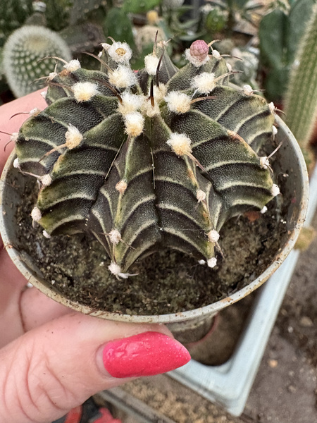 Gymnocalycium friedrichii LB 2178 Agua dulce
