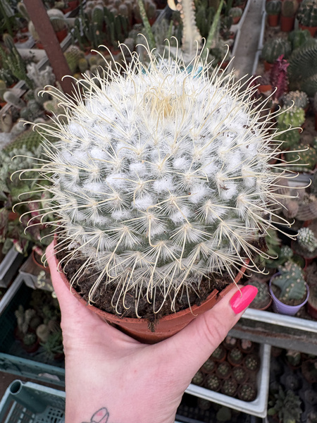 Mammillaria bombycina 'Albispina'
