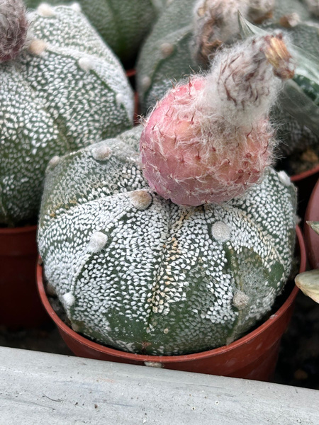 Astrophytum asterias x A.coahuilense