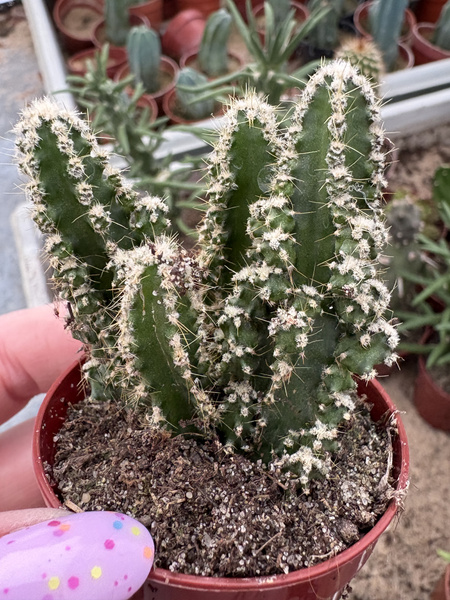 Cereus peruvianus 'Paolina Coral Monstruosa'