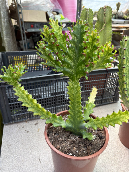 Euphorbia mayurnathanii 'Variegata'