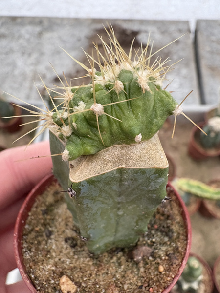 Ferocactus echidne 'Monstruosa'