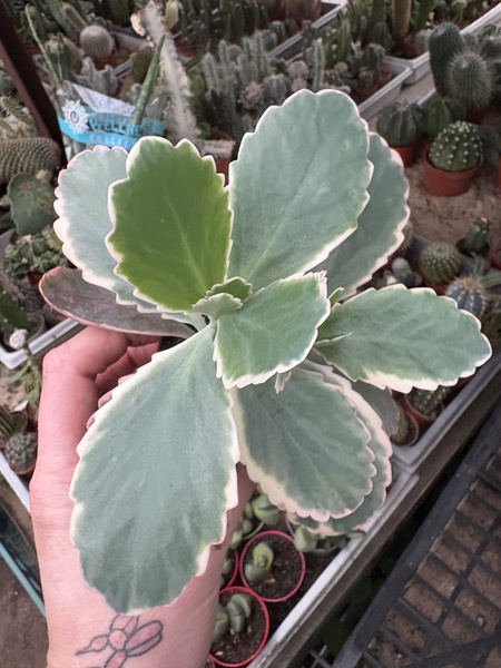 Kalanchoe fedtschenkoi 'Variegata'  - płodnolist