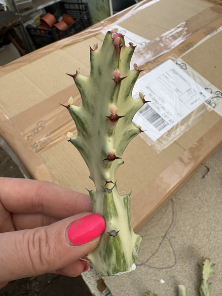 Euphorbia lactea 'White Ghost'