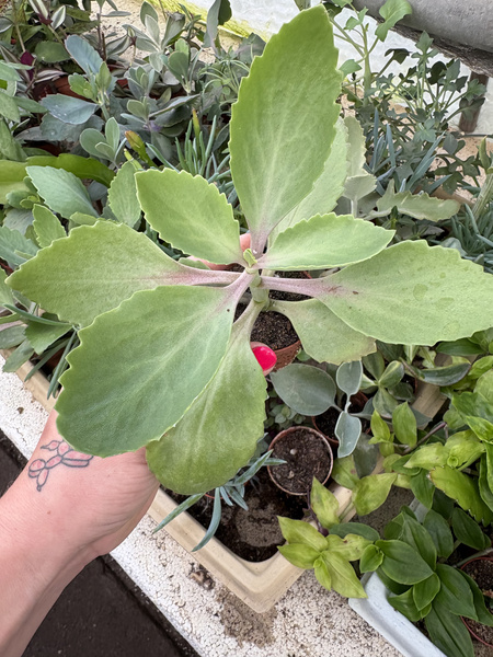 Kalanchoe macrantha