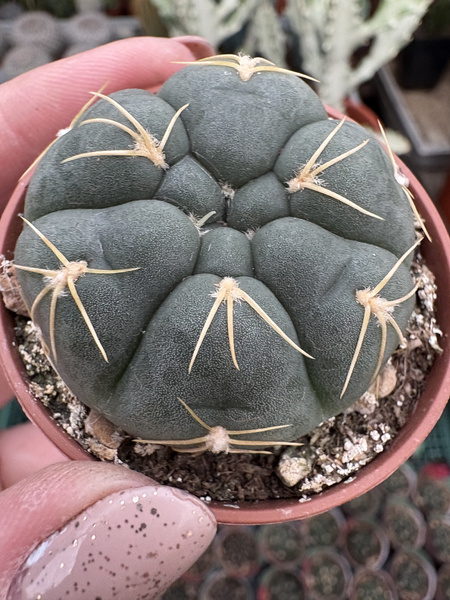 GYMNOCALYCIUM ANGELAE