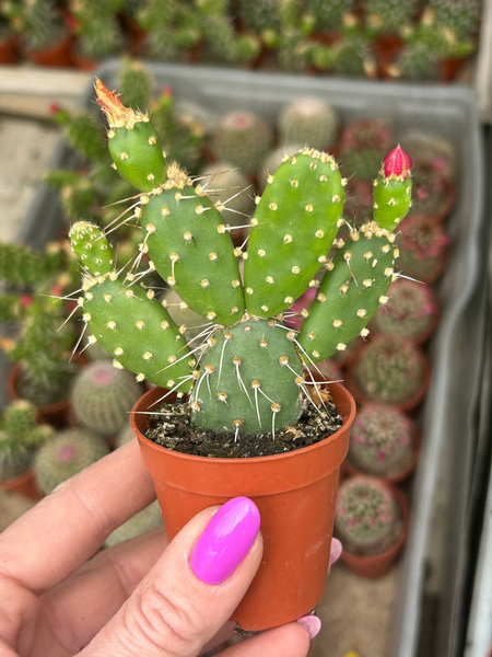 Opuntia quitensis