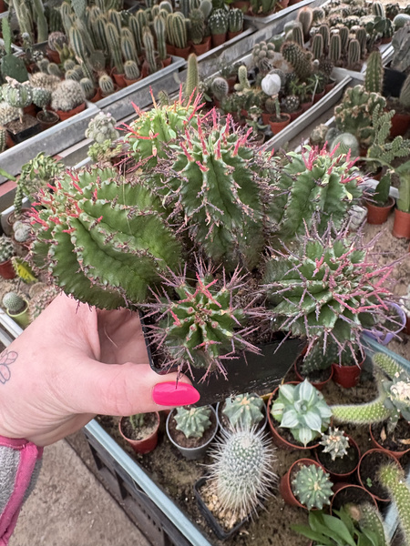 Euphorbia horrida