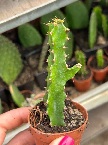 Euphorbia triangularis