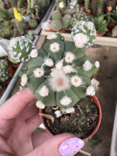 Astrophytum asterias 'Nuda Ooibo'