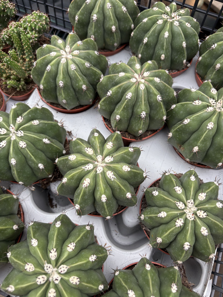 Melocactus maxonii 'Inermis'
