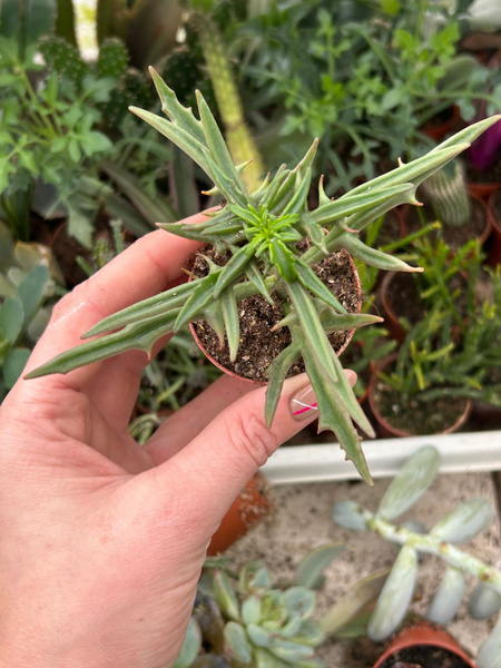 Kalanchoe laciniata