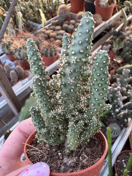 Opuntia tuna 'Monstruosa'