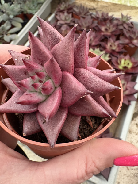 Echeveria agavoides 'Taurus Dichotoma'