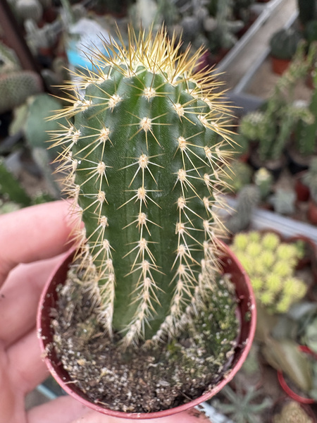 Trichocereus spachianus
