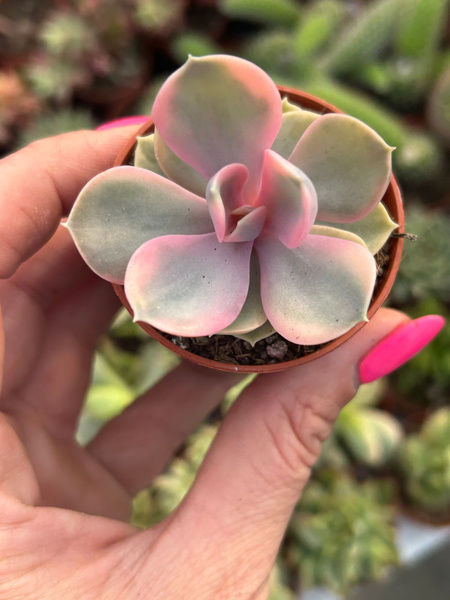 Echeveria cv. 'Rainbow'