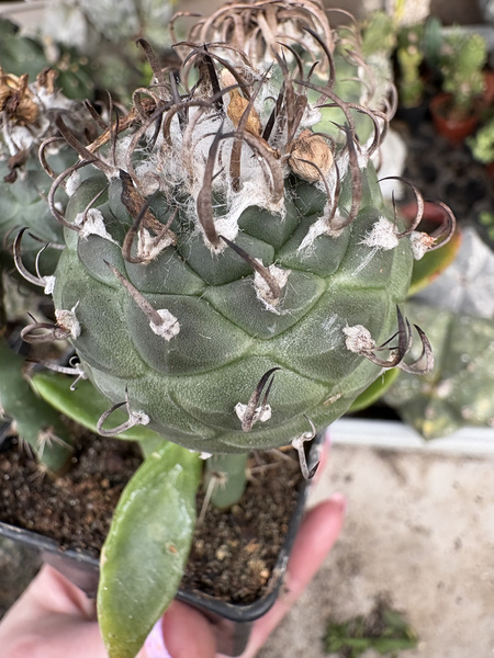 Turbinicarpus klinkerianus