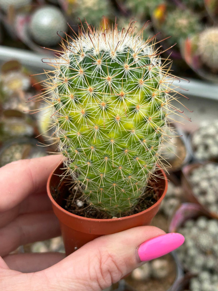 Mammillaria spinosissima 'Variegata'