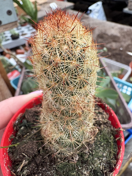 Mammillaria elongata v.rubra