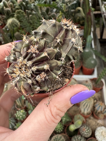 Gymnocalycium mihanovichii 'Monstruosa'