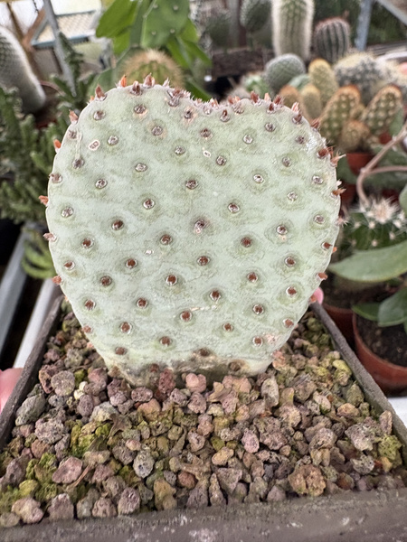 Opuntia basilaris