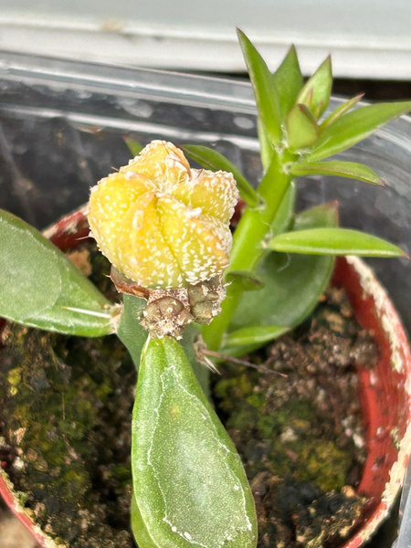 Astrophytum capricorne 'Aurea'