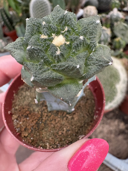 Ariocarpus fissuratus v.hintonii