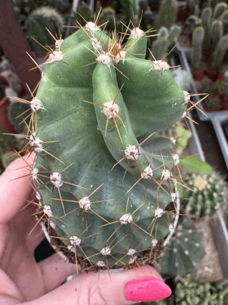 Cereus peruvianus 'Spiralis'