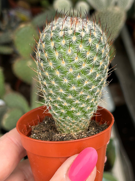 Mammillaria haageana ssp. elegans