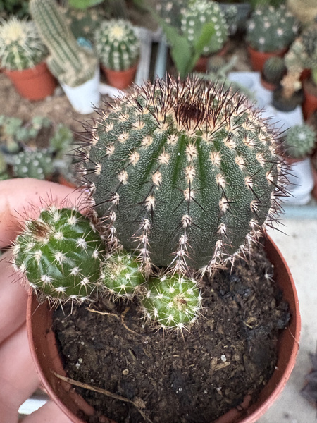 Uebelmannia pectinifera 'Prolifera'