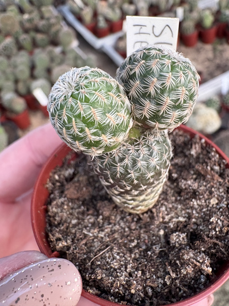 Sulcorebutia heliosoides