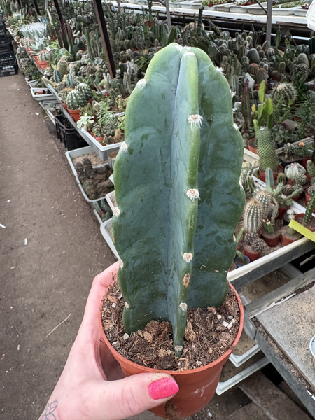 Cereus jamacaru Cuddly Cactus