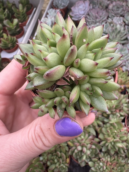 Echeveria agavoides 'Prolifera'
