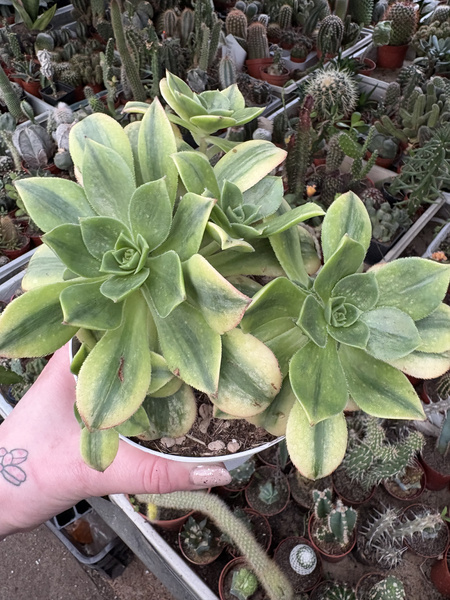 Aeonium sunburst 'Variegata'