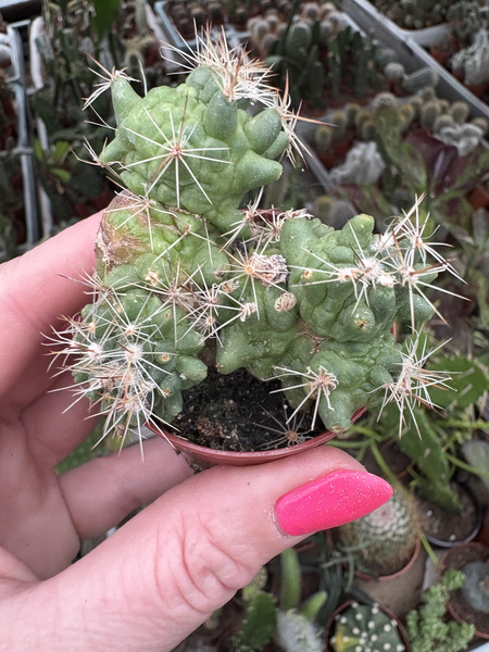 Mammillaria spinosissima 'Monstruosa'