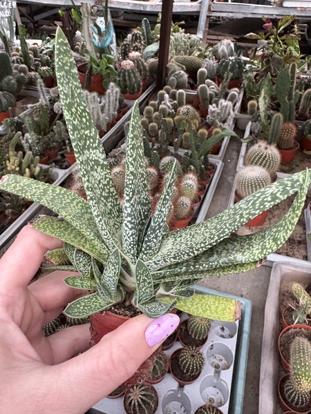 Gasteria verrucosa
