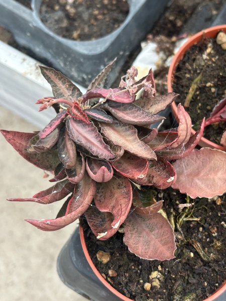 Euphorbia francoisii v.crassicaulis 'Rubrifolia'