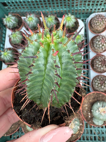 Euphorbia horrida 'Alba'