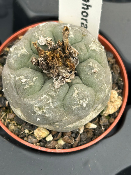 Lophophora diffusa 'Rio Blanco'