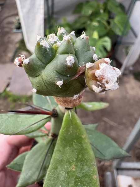 Astrophytum myriostigma 'Extreme Kikko Variegata'