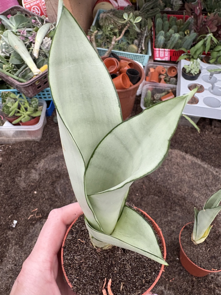 Sansevieria cv.'Silver Moon'