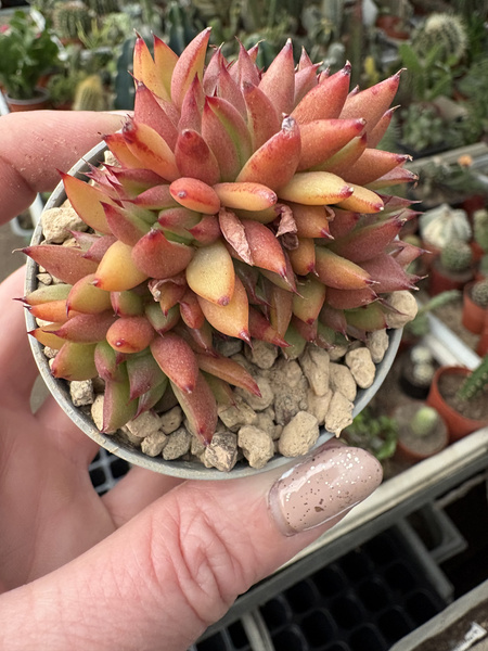 Echeveria agavoides 'Cristata'