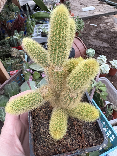 Hildewintera aureispina