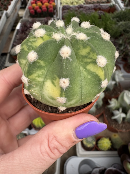 Echinopsis subdenudata 'Variegata'