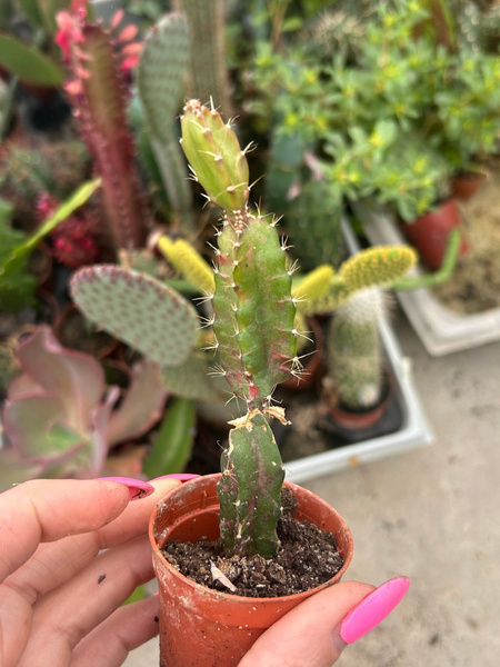 Chimera Hylocalicium 'Variegata'