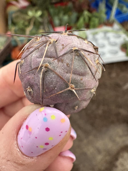 Tephrocactus geometricus v.minimus