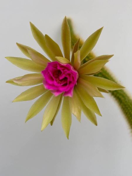 Arthrocereus rondonianus 'Variegata'