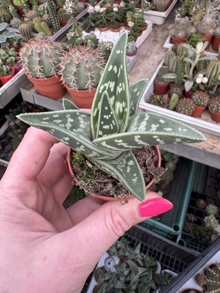 Aloe variegata