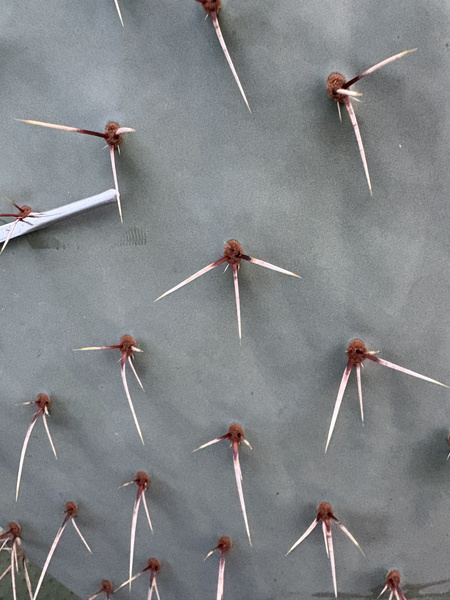Opuntia tardispina