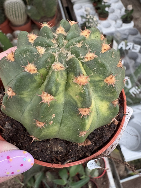Echinopsis oxygona 'Variegata'